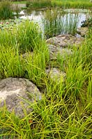 Edge of 'natural' swimming pool with grasses and rocks