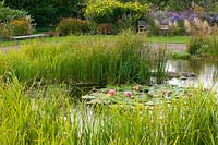 View across pond with a marginal planting of grasses and Nymphaea 'Charles de Meurville' - waterlilies to garden beyond