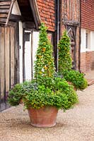 Pair of matching terracotta containers with obelisks supporting Thunbergia alata - black-eyed Susan
annual climbers underplanted with mixed bedding plants. Historic house backdrop.