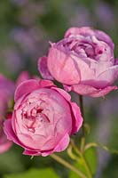 Rosa 'Reine Victoria' - 'Old Rose'