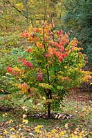 Parrotia persica - Persian ironwood tree with autumn colour