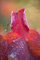 Cercis canadensis 'Forest Pansy'