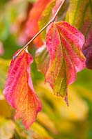 Parrotia persica - Persian ironwood tree closeup of autumn foliage