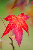 Liquidambar styraciflua 'Stella' closeup of single leaf showing autumn colour