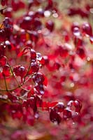 Euonymus planipes - Korean spindle tree showing red autumn leaves
