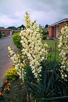 Yucca filamentosa - Adam's needle and thread