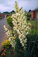 Yucca filamentosa - Adam's needle and thread