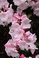 Rhododendron 'Loderi Helen' in the Savill Garden, Windsor