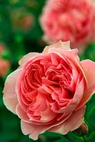 Chelsea Flower Show 2012 David Austin Roses new rose. Rosa 'Boscobel' - English Leander Rose Hybrid