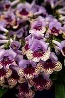 Streptocarpus 'Harlequin Lace' new for 2012 from Dibleys RHS Chelsea Flower Show 2012