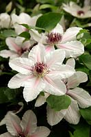 RHS Chelsea Flower Show Clematis 'The Countess of Wessex' new introduction by Raymond J Evison Ltd 2012