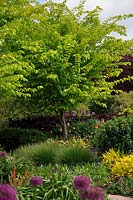 Ulmus glabra 'Lutescens' at RHS Garden Rosemoor