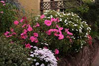 Cistus, Helianthemum and Iberis thrive in a south facing and well drained border surrounded by heat retaining walls and paths