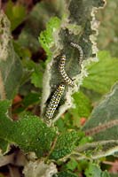Cucullia verbasci mullein moth larva on Verbascum