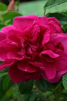 Scented shrub rose Rosa 'Roseraie de l'Hay' AGM