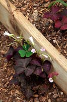 Common Garden Weeds - Oxalis triangularis - originally introduced as an ornamental but can become a problem in glasshouses and polytunnels