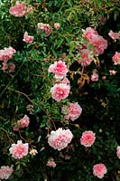 Rosa 'FranÃ§ois Juranville' Fragrant Rambler Rose