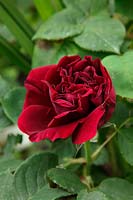 Rosa 'Souvenir du Dr Jamain' Climbing Rose