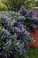 Ceanothus thyrsiflorus 'Skylark' AGM - Ceanothus benefit from the warmth of walls and paved surfaces when growing in the UK