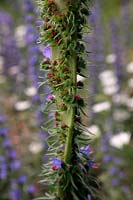 Fasciation in Echium vulgare - Viper's Bugloss