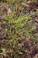 Glyphosate  - N- - phosphonomethyl - glycine -  - a broad-spectrum systemic herbicide - appearance of a plant of Annual Meadow Grass - Poa annua 7 days after spraying