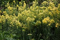 Thalictrum flavum subsp glaucum