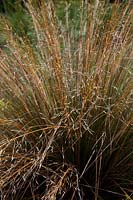 Chionochloa rubra at Savill Gardens, Windsor