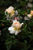 Rosa 'Crocus Rose' from David Austin in Savill Garden, Windsor