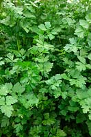 Petroselinum hortense filicinum - French flat leaved parsley