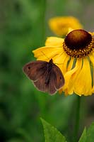 Helenium 'El Dorado' with Meadow Brown Butterfly - Maniola jurtina