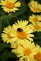 Anthemis E C buxton with torpid bumble bee