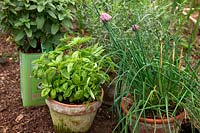 Grwoing herbs in pots with Sweet Basil - Ocimum basilicum 'Genovese', Basil Mint  - Mentha x piperata f. citrata 'Basil' in old Olive oil can, Chives - Allium schoenoprasum and French Tarragon - Artemisia dracunculus