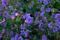 Geranium pratense 'Plenum Caeruleum'