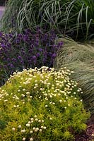 Santolina rosmarinifolia 'Lemon Fizz' with Lavandula angustifolia 'Hidcote' AGM and Carex