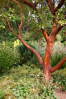 Arbutus x andrachnoides bark in the Savill Garden, Windsor