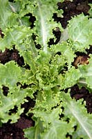 Chichory FrisÃ©e - Endive 'Pancliere'