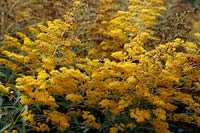 Solidago 'Goldenmosa' AGM