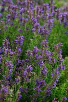 Hyssopus officinalis - Common Hyssop herb