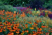 The Square garden at RHS Rosemoor during August with Crocosmia, Rudbeckia, Achillea, Kniphofia, Monarda, Lobelia, Solidago. Helenium 'Sahin's Early Flowerer' in foreground and Ulmus glabra 'Lutescens' at rear