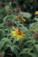 Meadow Brown butterfly - Maniola jurtina feeding on Inula hookeri