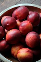 Prunus persica 'Honey Royale' - Nectarines