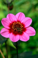 Dahlia 'Happy Single Wink' with Hoverfly - Helophilus pendulus