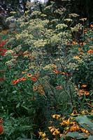 Naturalistic plant combination of Helenium 'Riverton Gem' and Helenium 'Dunkel Pracht' with bronze fennel Foeniculum vulgare 'Purpureum'