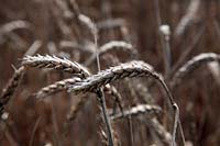 Wheat - Triticum spp - a wet summer in western UK and winter wheat is still standing on September 1. Note fungal deterioration and blackening on the seed head