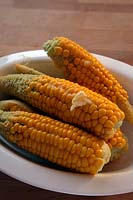 Sweet Corn - Zea mays 'Sweetie Pie' - cooked and with butter - ready to eat in white glazed bowl