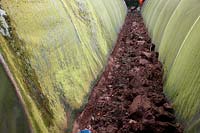 Replacing the polythene cover of a polytunnel - digging out the trench in which the old sheet is buried