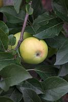 Malus domestica 'Golden Noble' - Culinary Apple