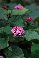 Clerodendron bungei in early autumn