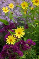 Helianthus 'Lemon Queen' AGM withAster 'Little Carlow' AGM and Aster novae-angliae 'Helen Picton'