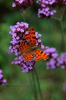 Verbena bonariensis AGM with Comma butterfly - Polygonia c-album